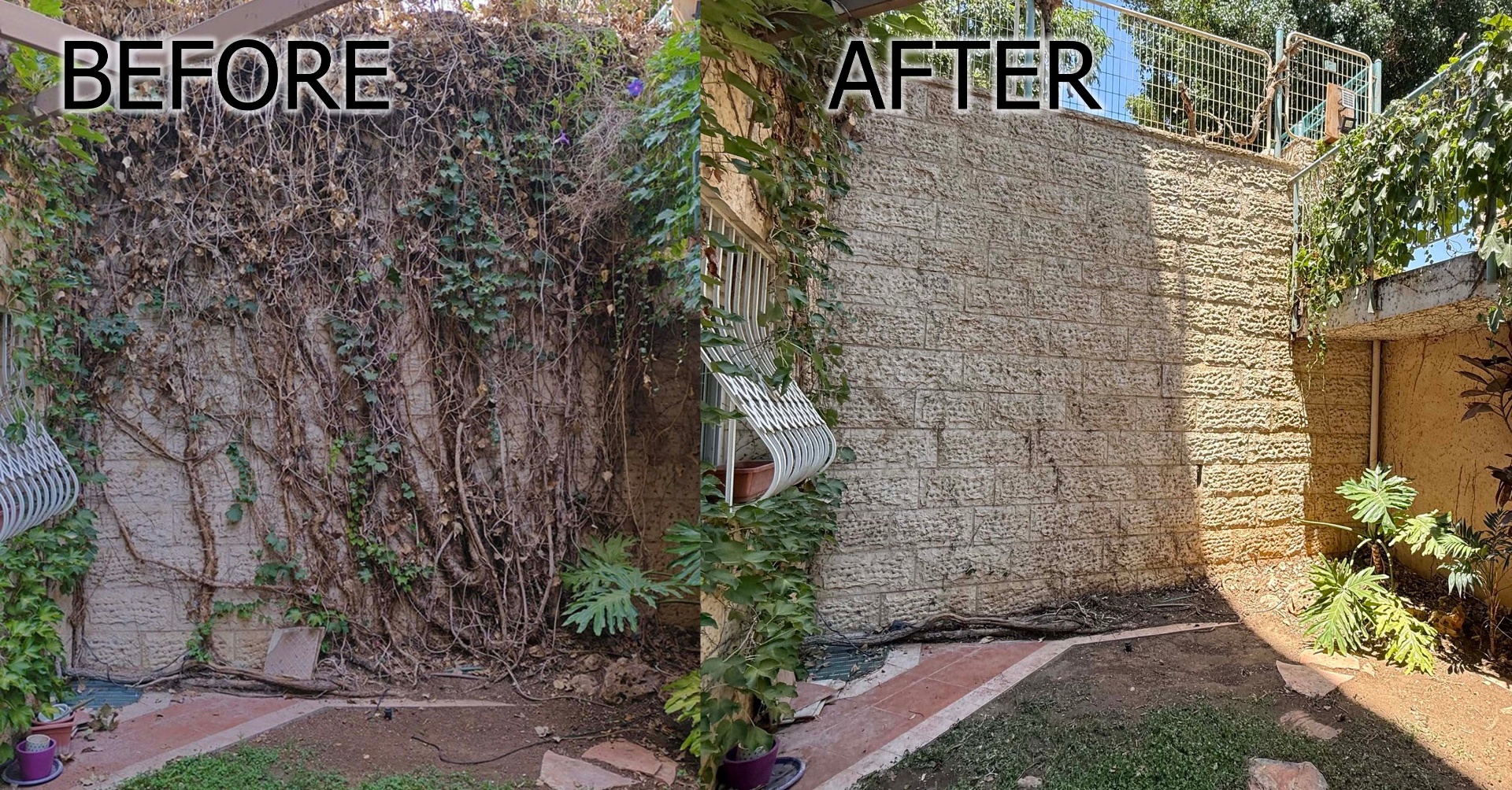 Garden Wall Ivy Clearance — before and after by Adam at Makom